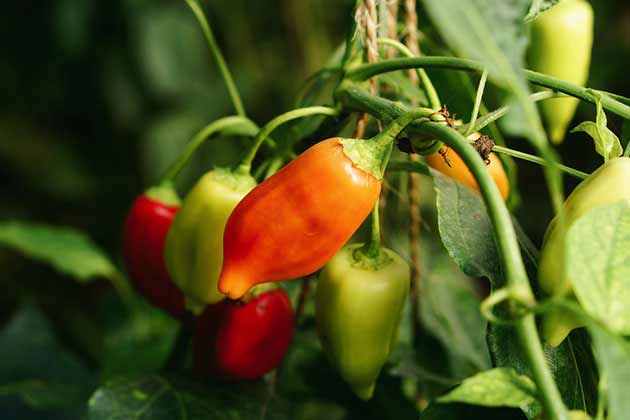 Spicy Foods