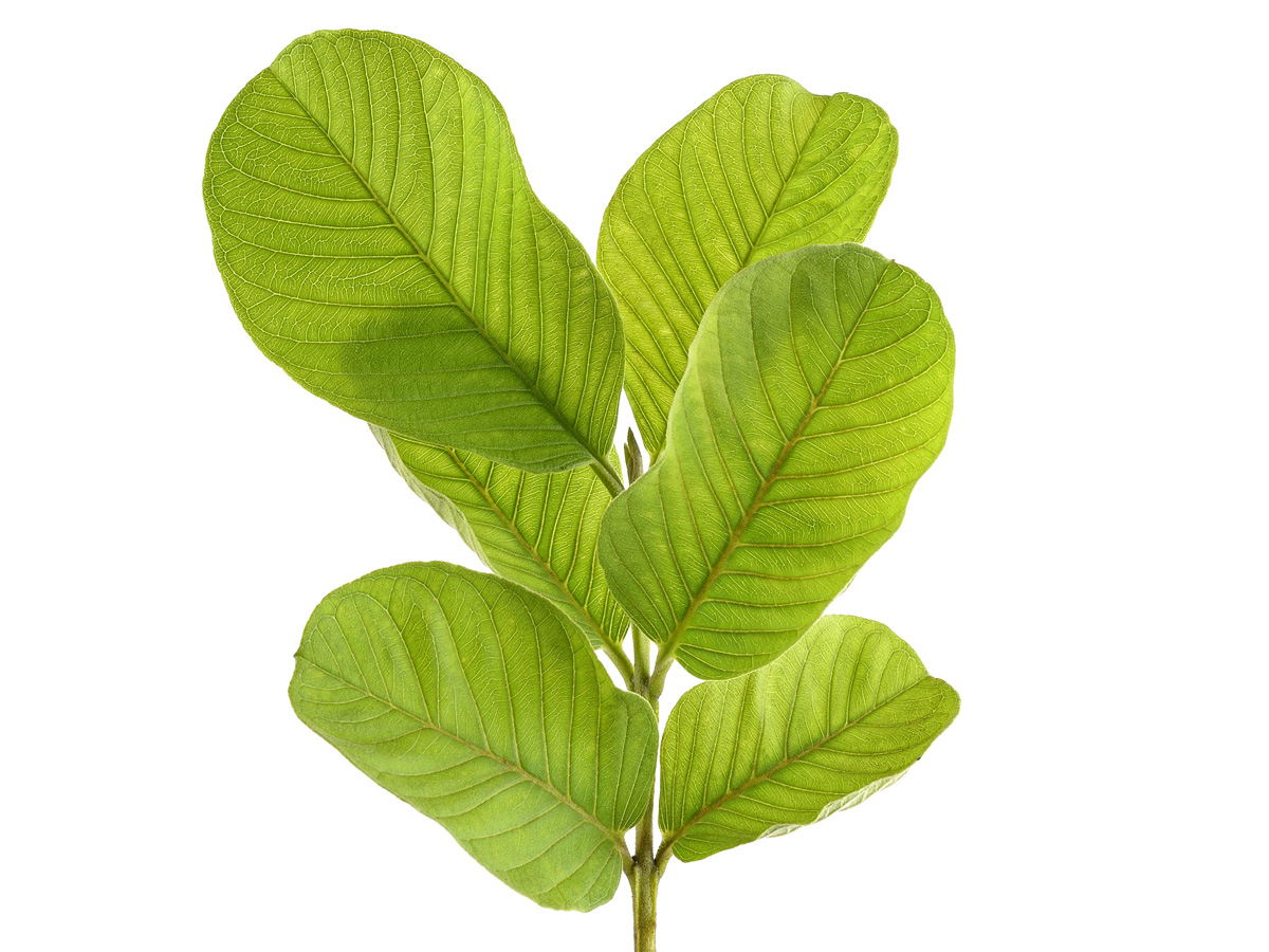 Guava Leaves