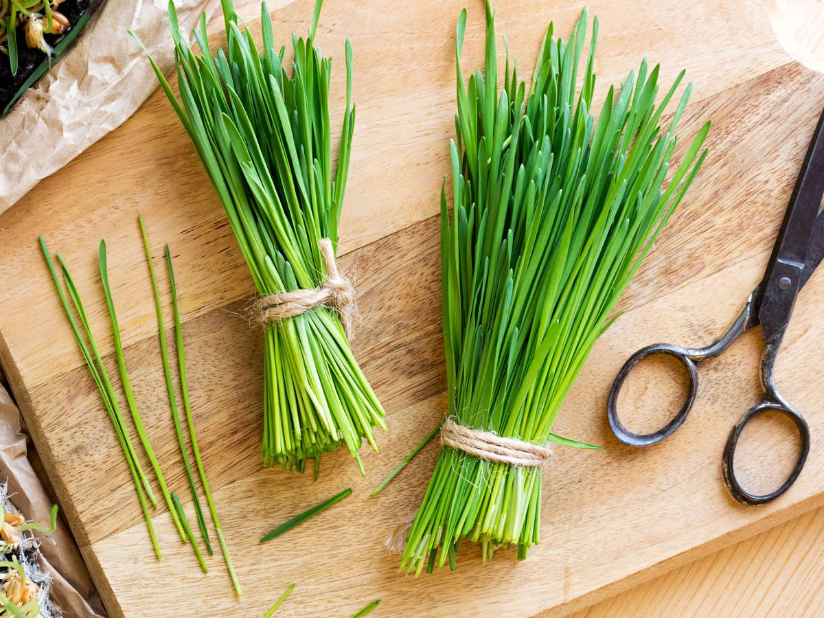 Wheatgrass