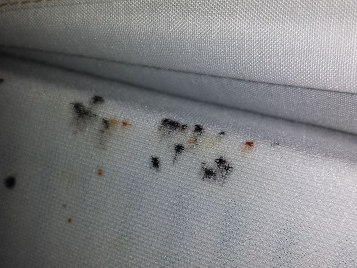 What are the signs of an infestation?