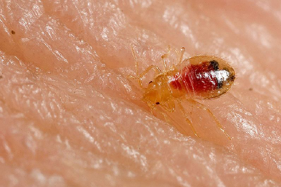 What do bed bugs look like?