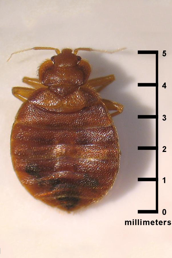 What size are bed bugs?