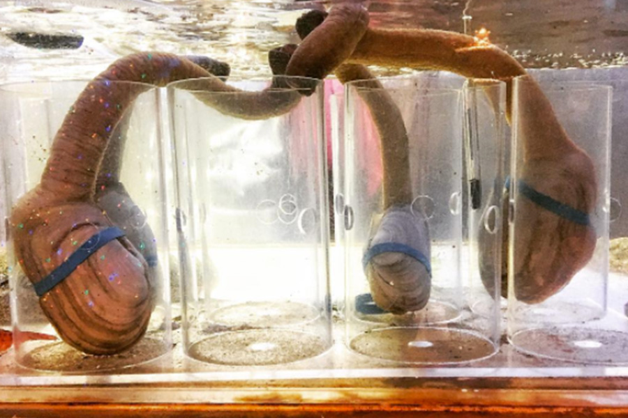 Geoduck