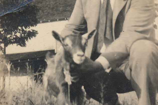 Goat Testicles