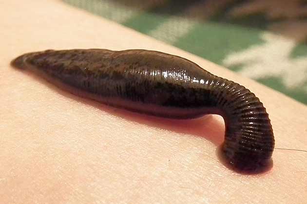 Leeches