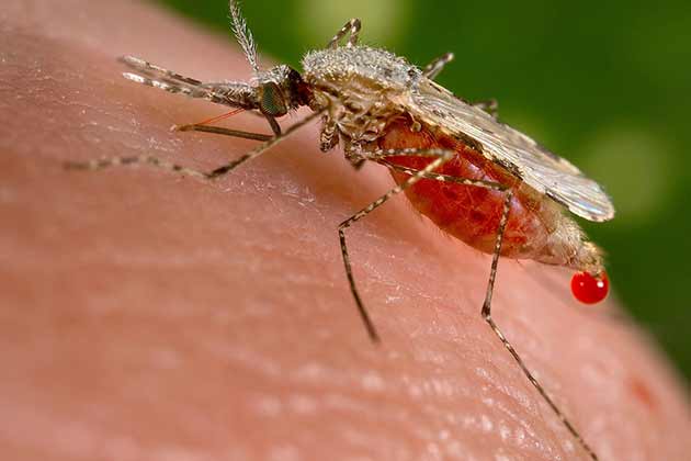 Malaria Treatments