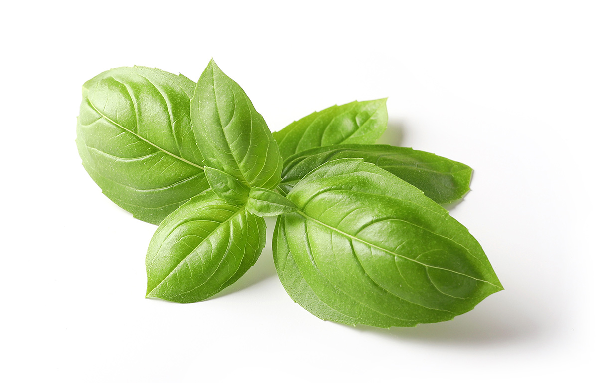 Basil Leaves