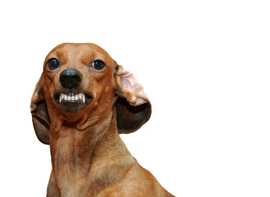 Dog Bites