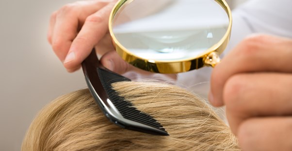 Head Lice Pubic Lice Body Lice What Are The Differences